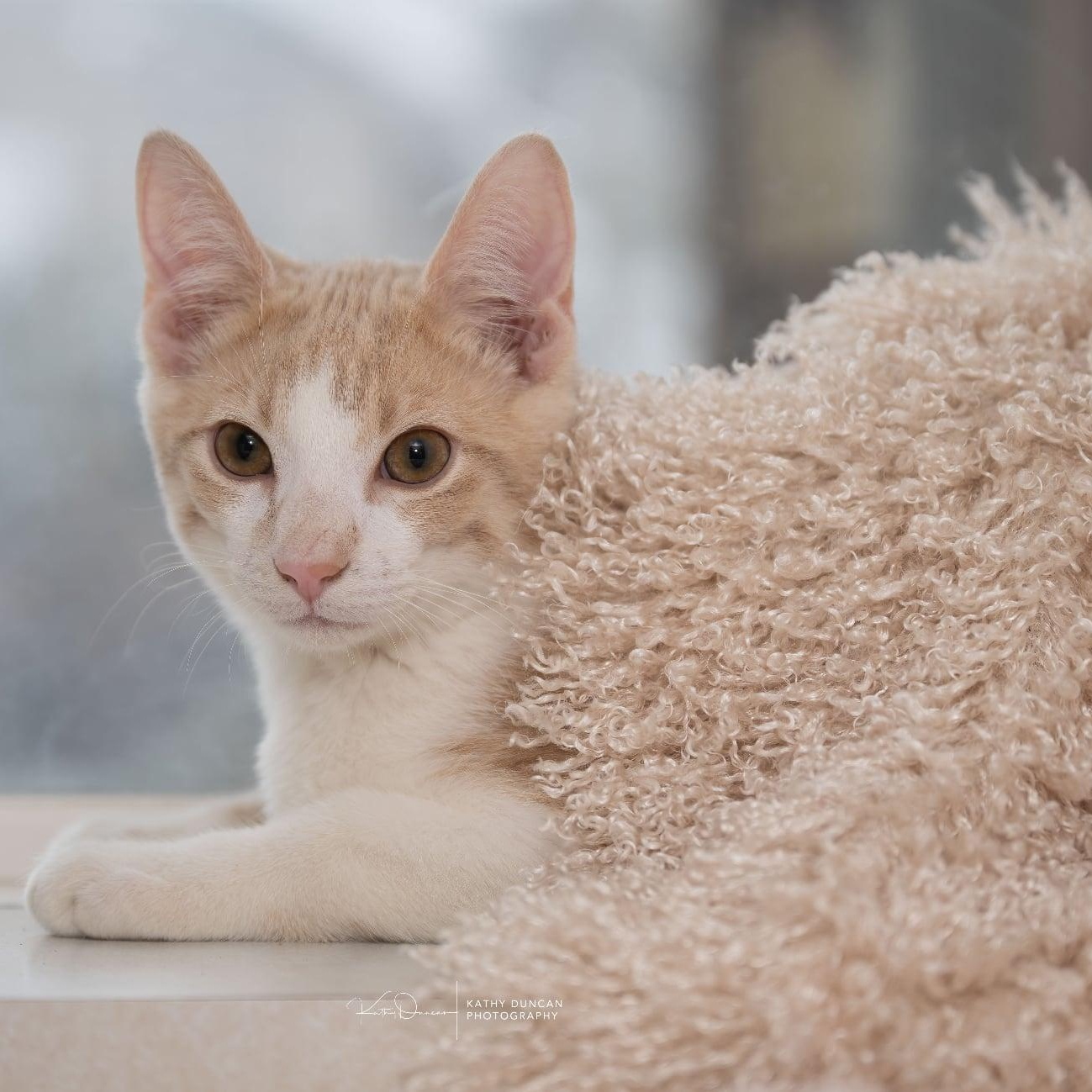 Bart, a ADOPTABLE Domestic Short Hair in Manchester, MO image 3/4
