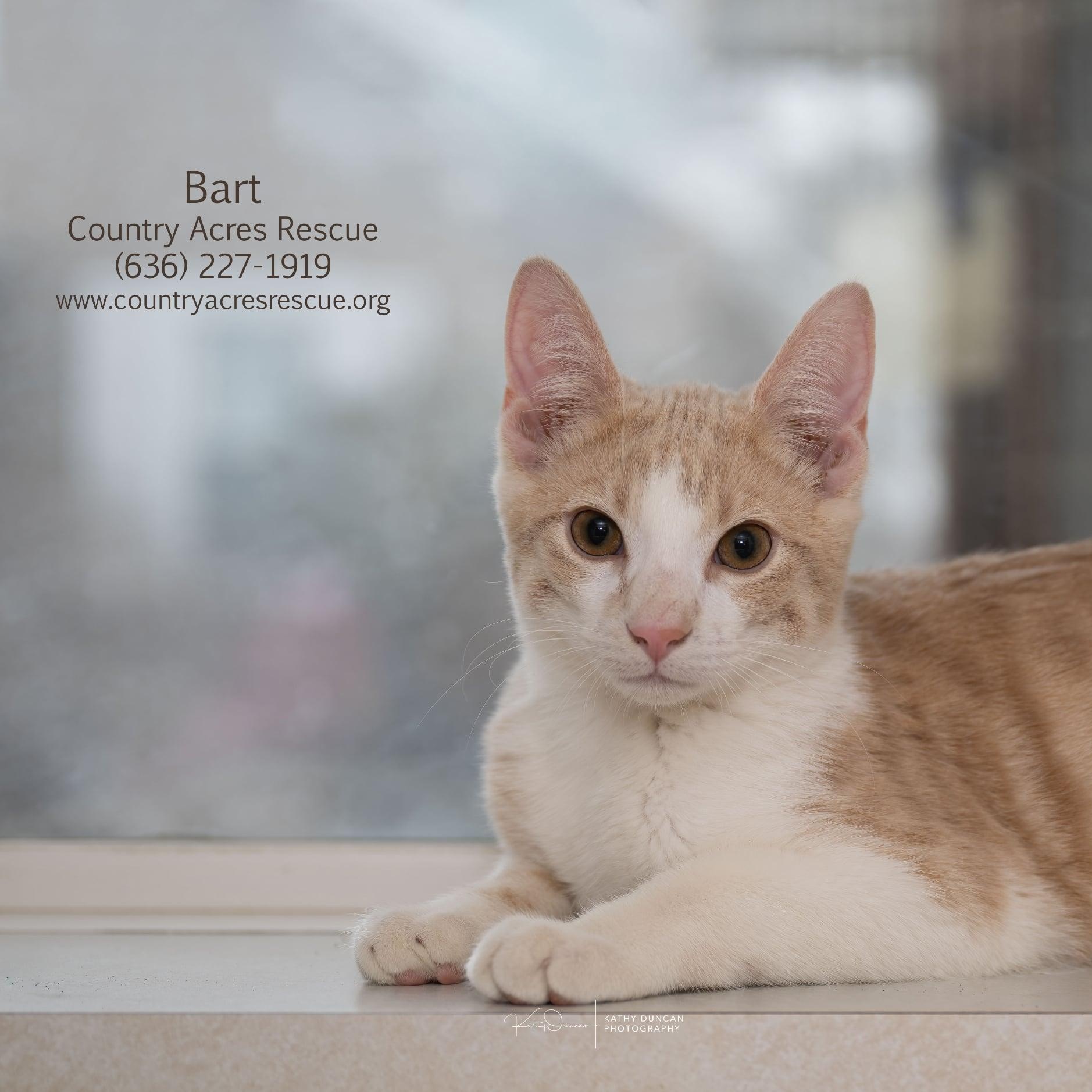 Bart, a ADOPTABLE Domestic Short Hair in Manchester, MO image 1/4