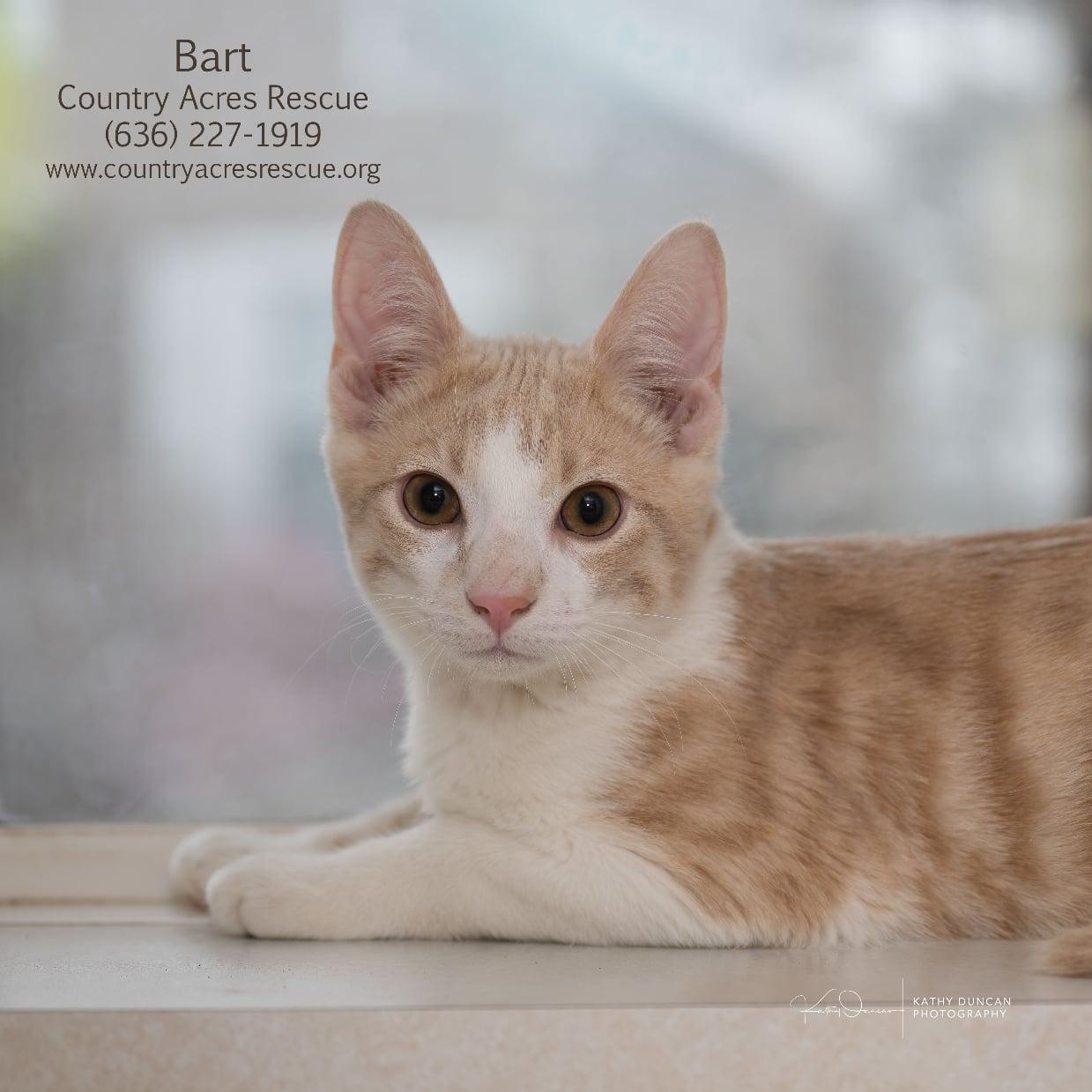 Bart, a ADOPTABLE Domestic Short Hair in Manchester, MO image 2/4