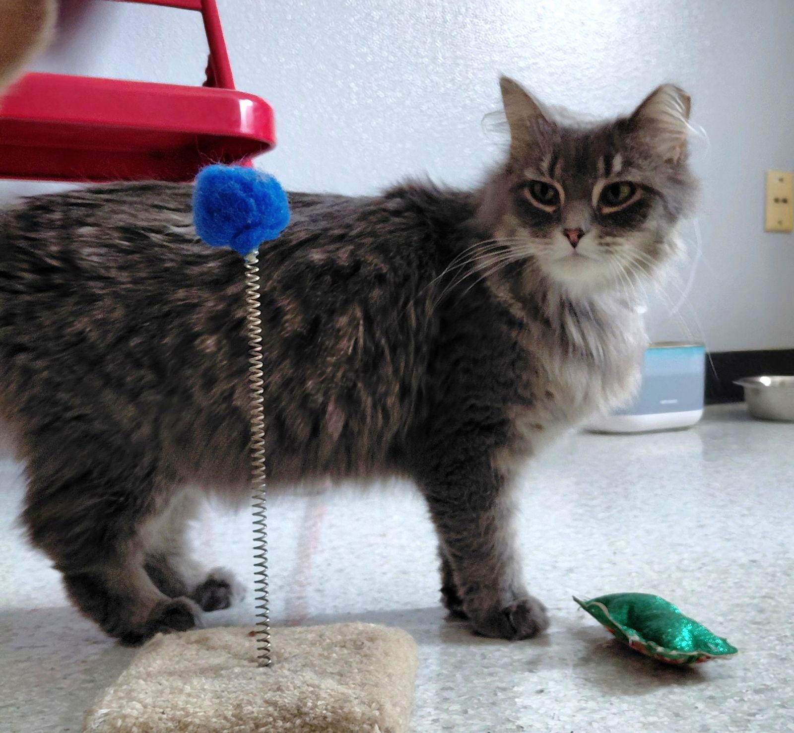 Loretta, Adoptable, Adult Female Domestic Medium Hair & Dilute Calico.