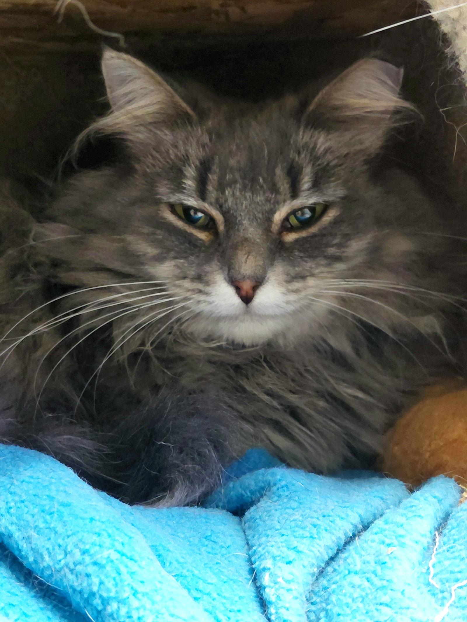 Loretta, a Adoptable mixed breed in Montello, WI image 2/3