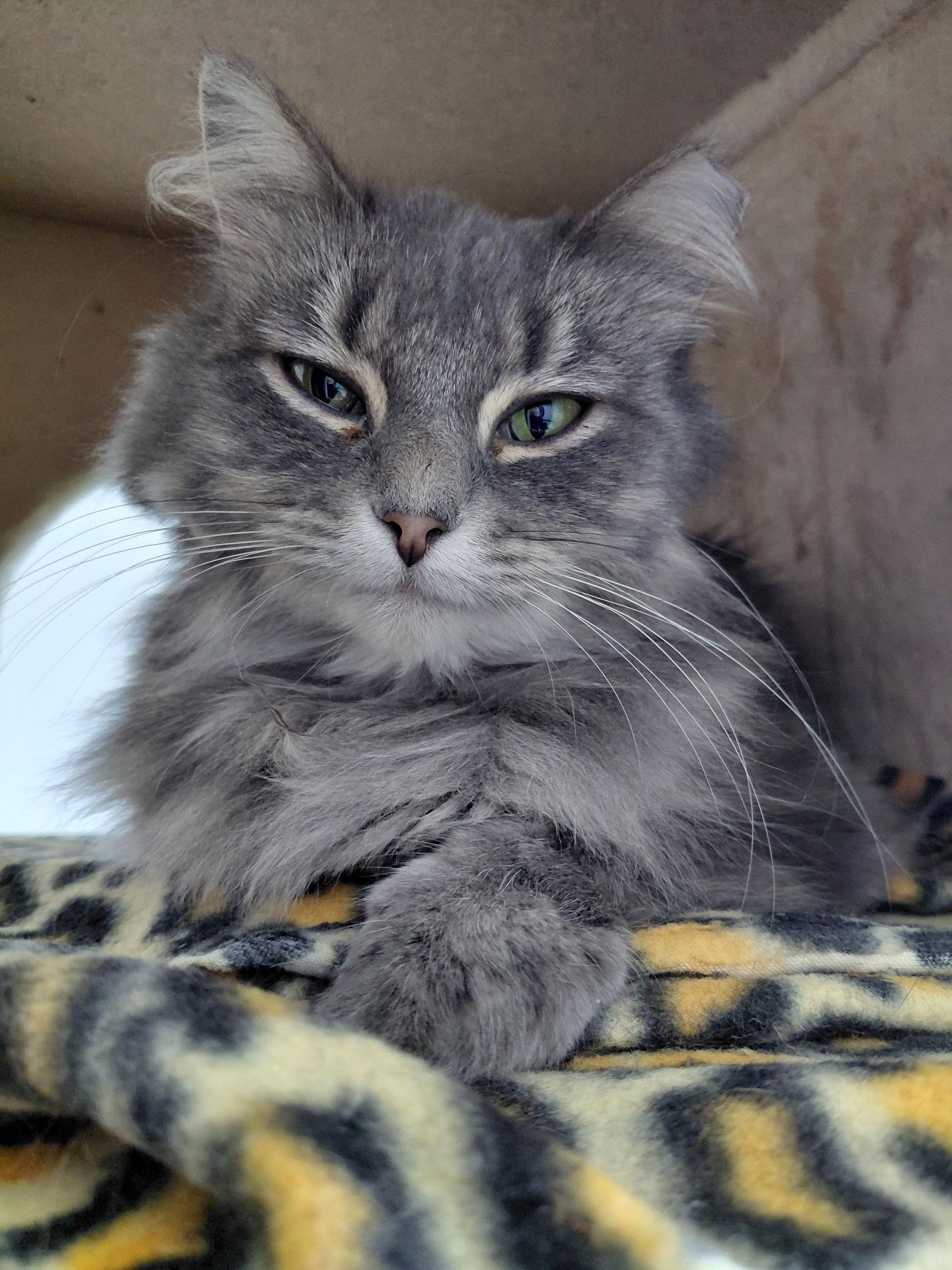 Loretta, a Adoptable mixed breed in Montello, WI image 3/3