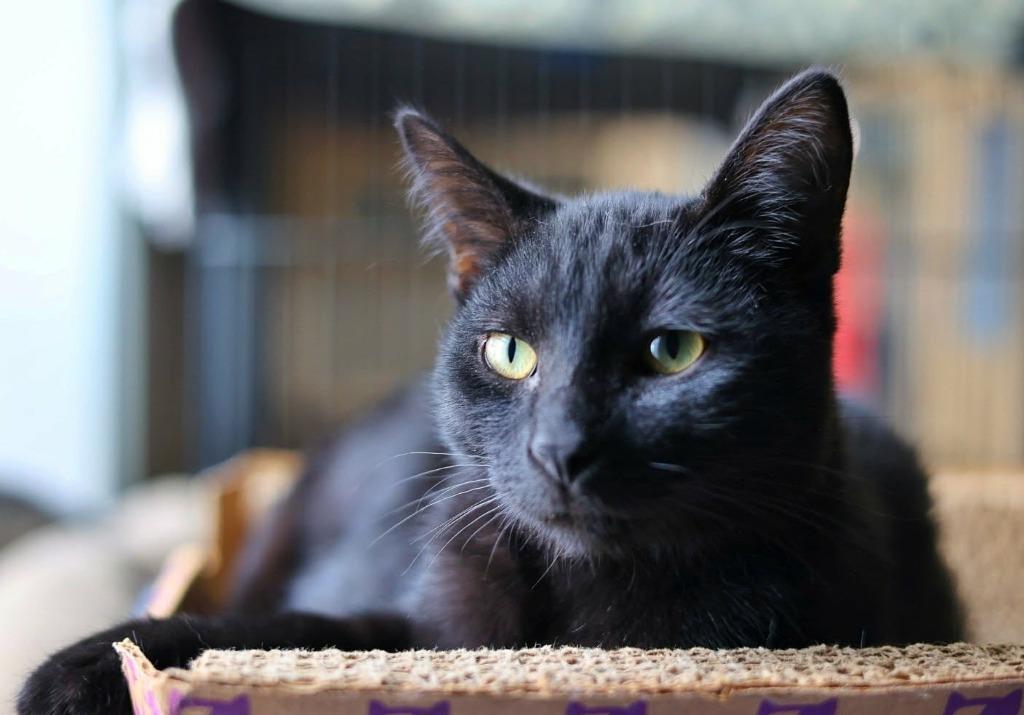 Jet, Adoptable, Kitten Male Domestic Short Hair.