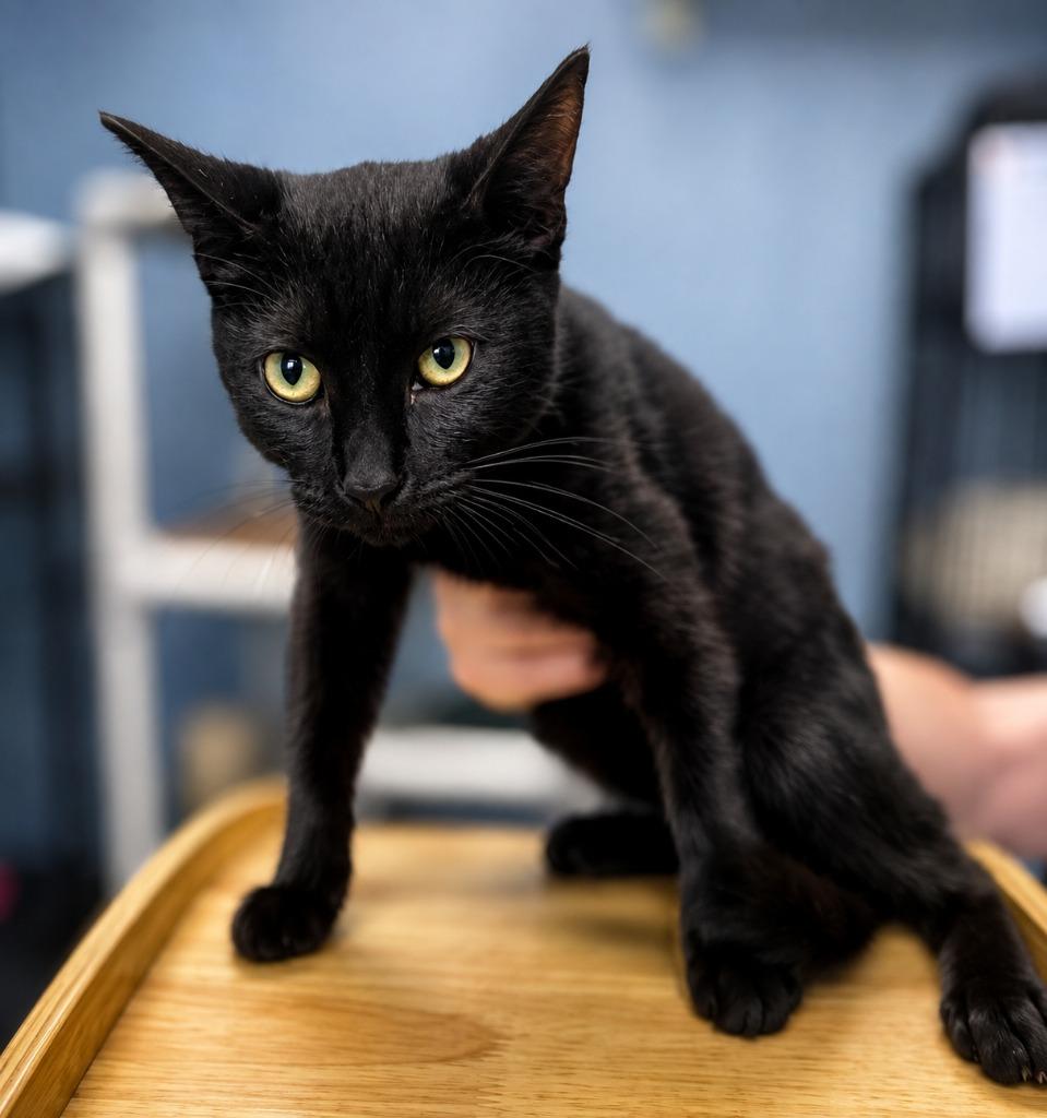 Enlarge Jet, a Adoptable mixed breed in Warren, MI image 2/2