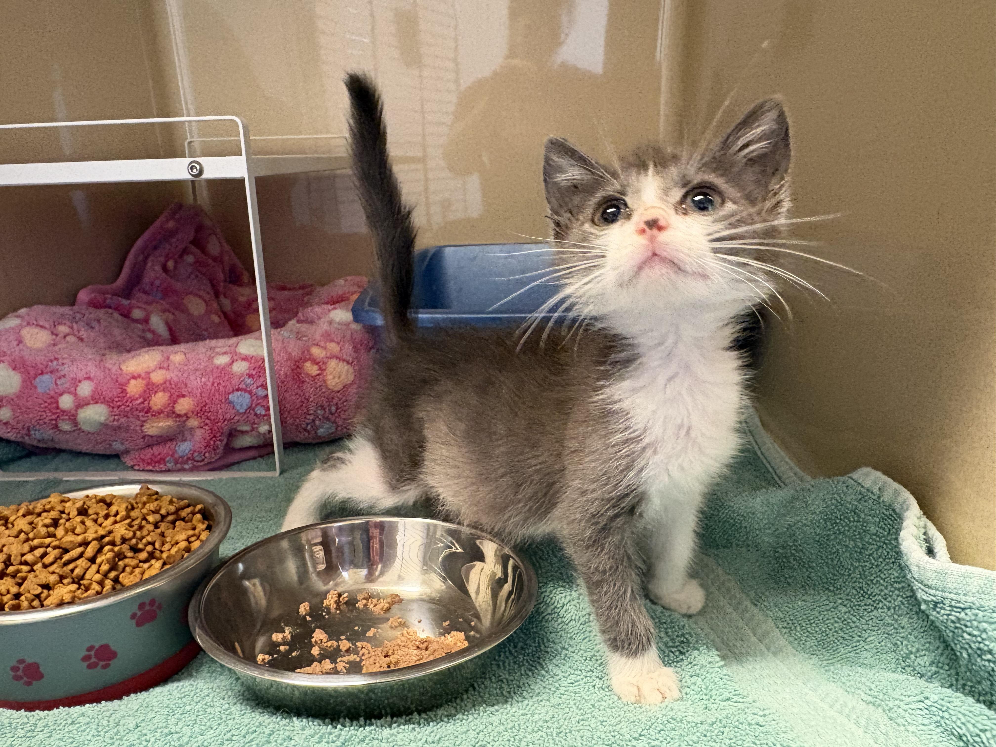 Enlarge Stray Kitten, a Adoptable mixed breed in Hays, KS image 4/5