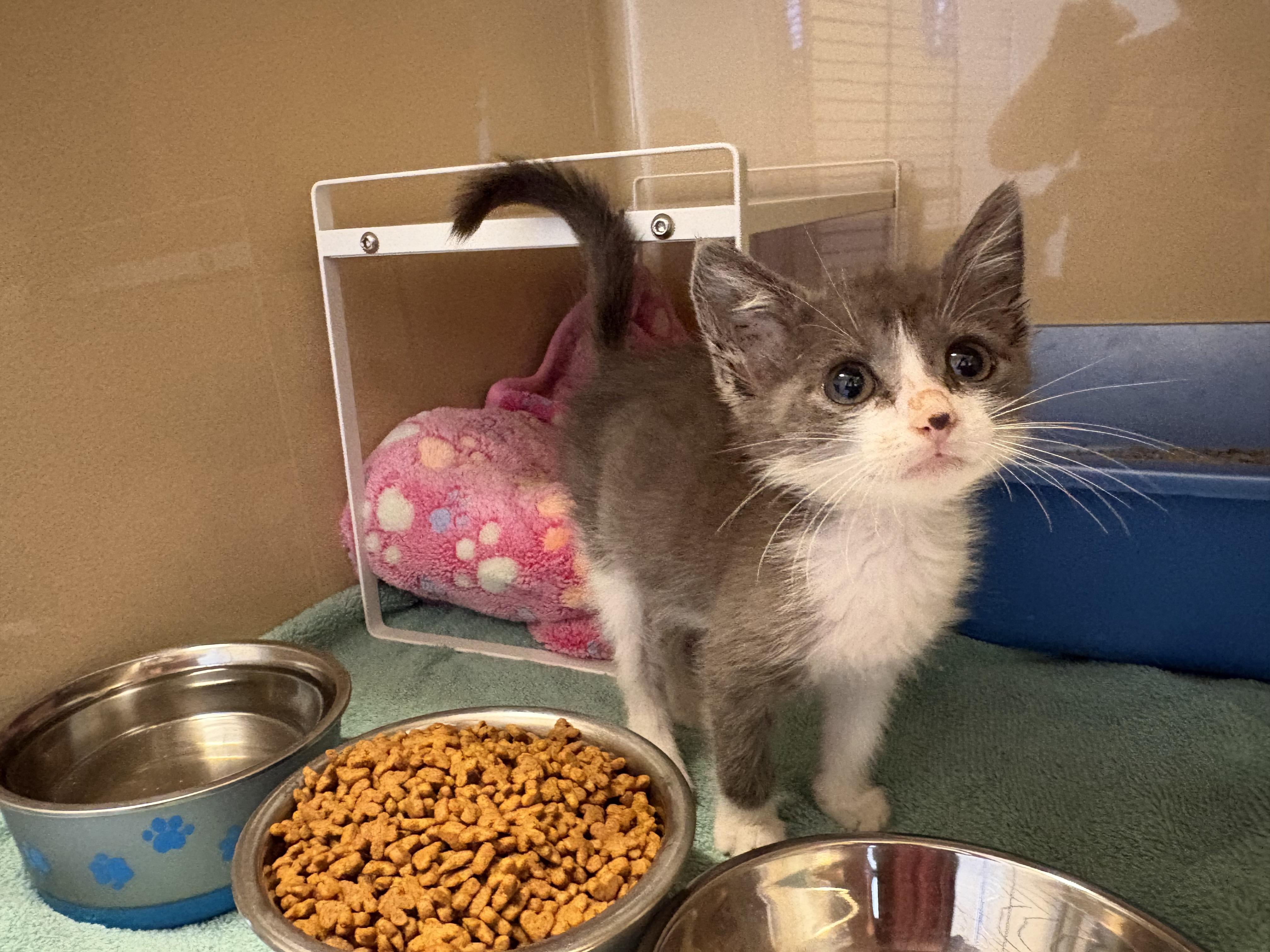 Enlarge Stray Kitten, a Adoptable mixed breed in Hays, KS image 2/5