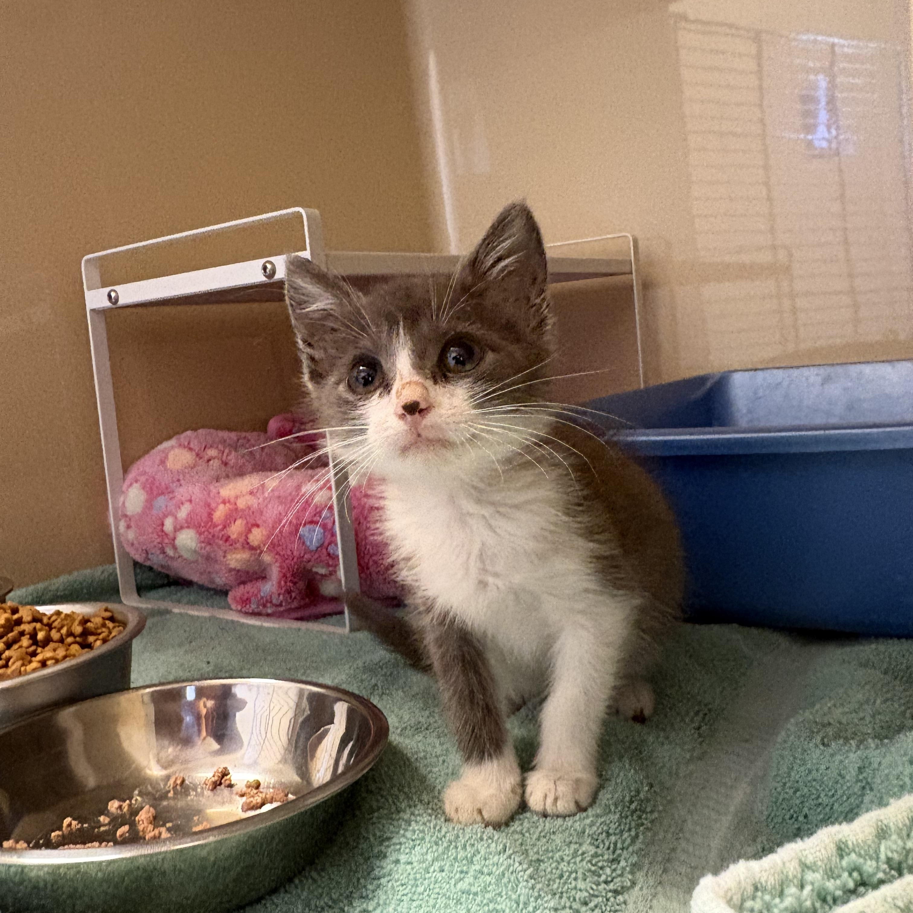 Enlarge Stray Kitten, a Adoptable mixed breed in Hays, KS image 5/5