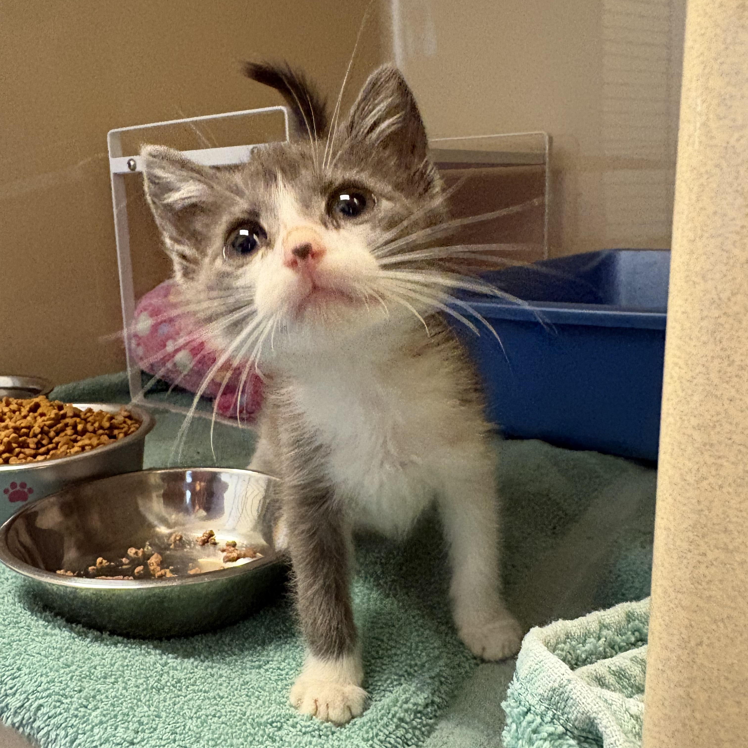 Stray Kitten, Adoptable, Kitten Female Domestic Short Hair.