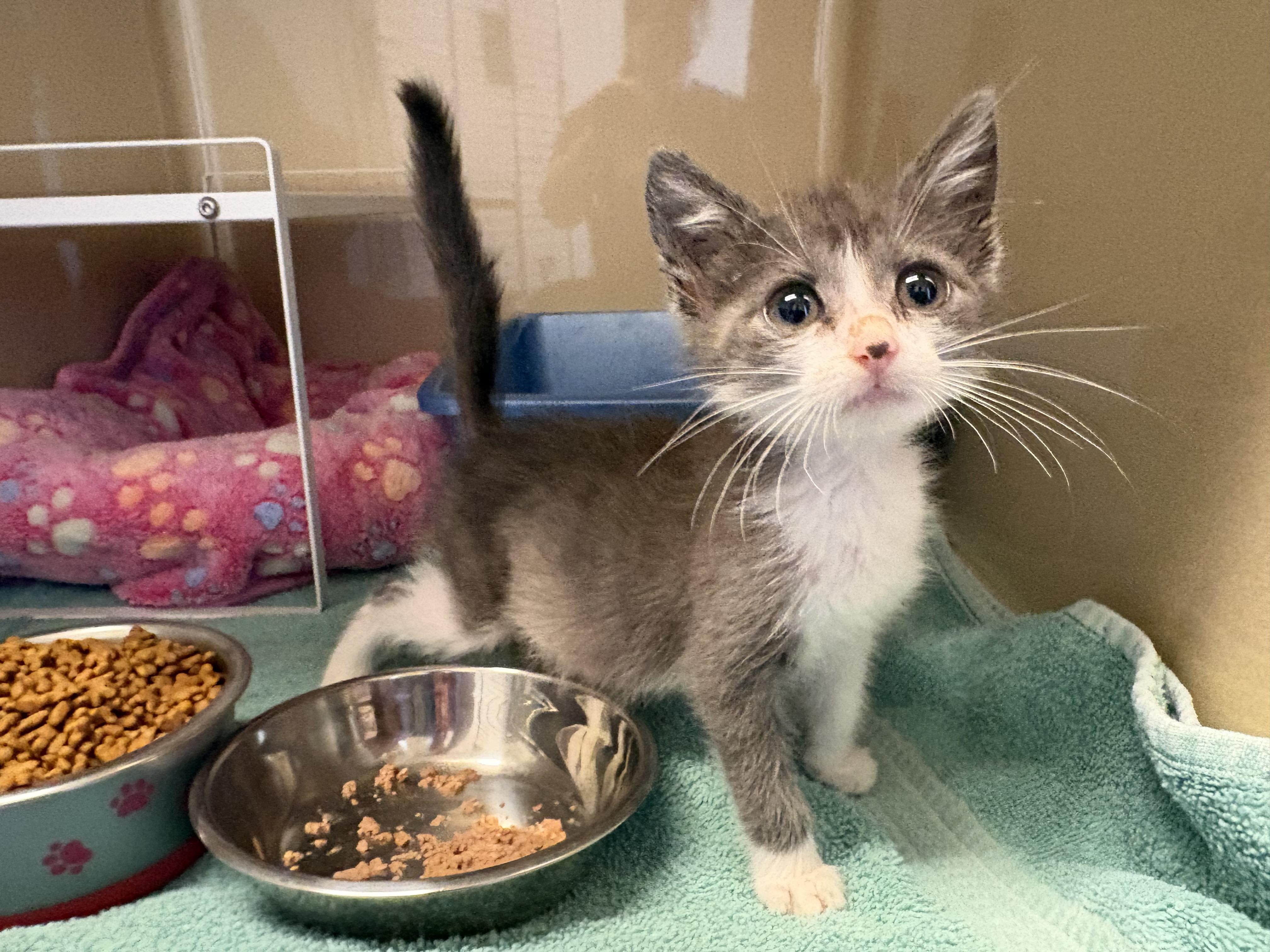 Enlarge Stray Kitten, a Adoptable mixed breed in Hays, KS image 3/5