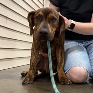 Plieuteo, Adopted, Puppy Male Plott Hound & Basset Hound.