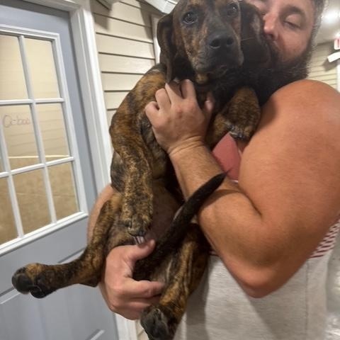 Enlarge Plieuteo, a Adopted mixed breed in Addison, IL image 4/5