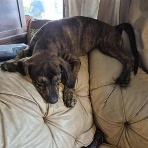 Enlarge Plieuteo, a Adopted mixed breed in Addison, IL image 2/5