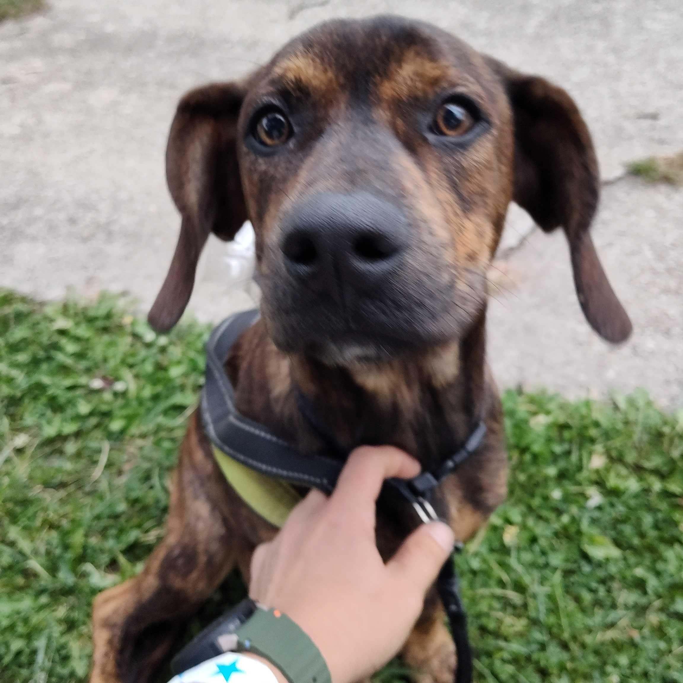 Enlarge Plieuteo, a Adopted mixed breed in Addison, IL image 5/5