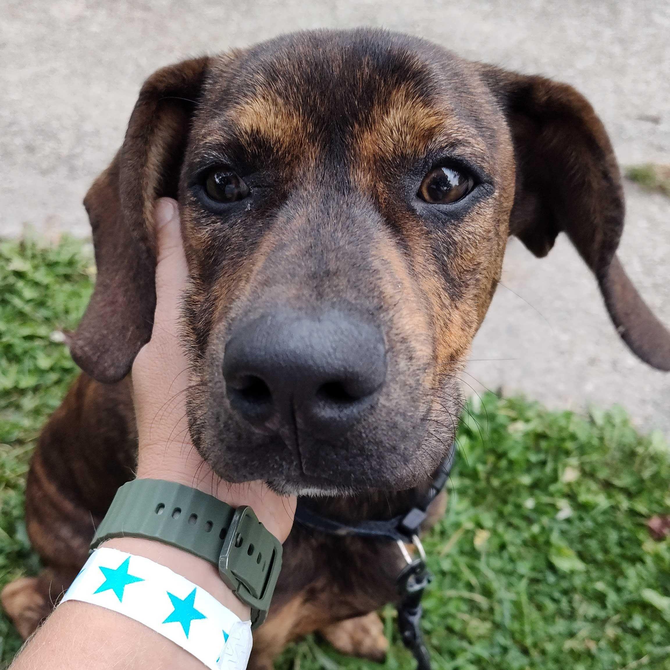 Enlarge Plieuteo, a Adopted mixed breed in Addison, IL image 3/5