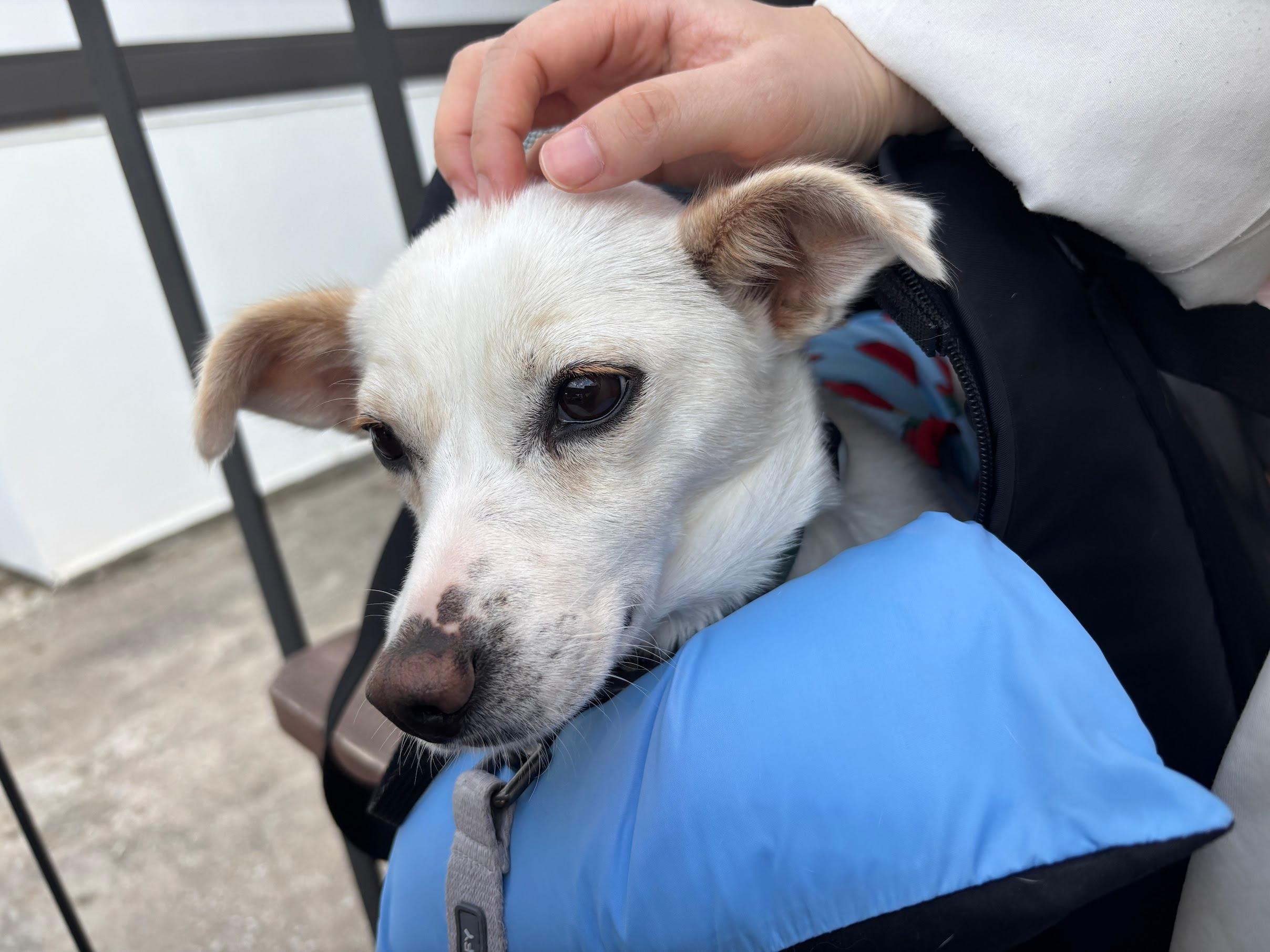 Enlarge Lael, a ADOPTABLE mixed breed in Manchester , NH image 4/6