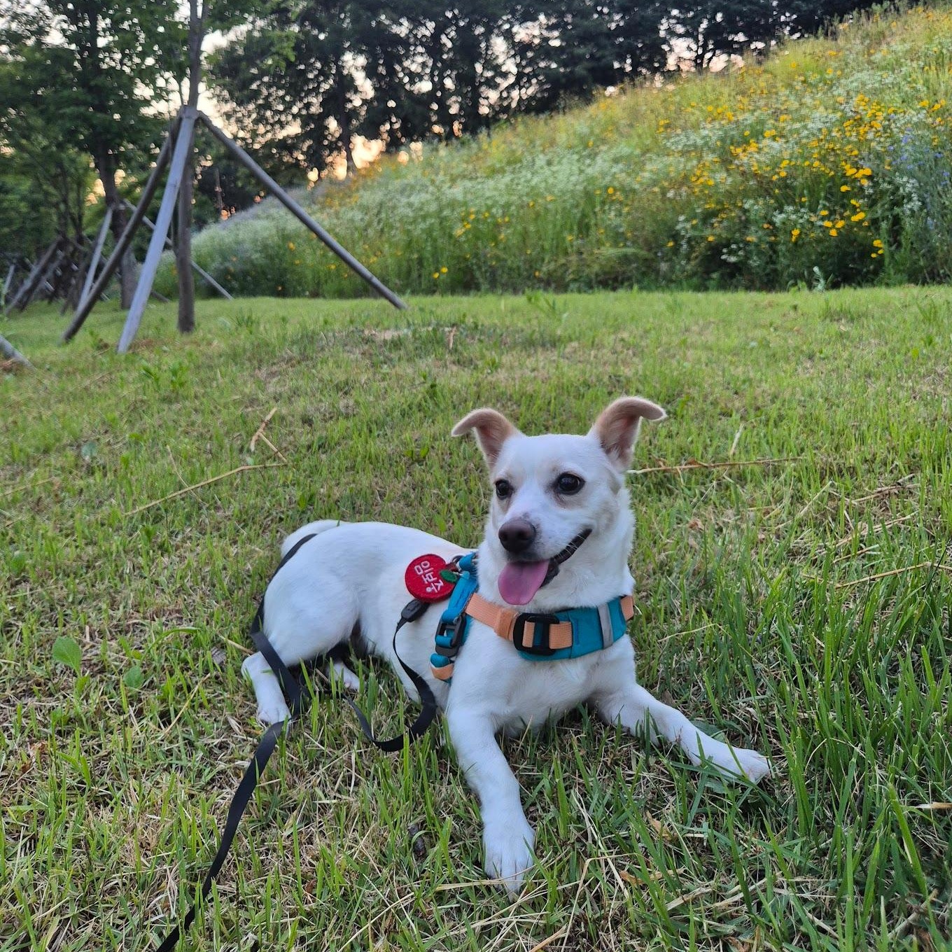 Enlarge Lael, a ADOPTABLE mixed breed in Manchester , NH image 5/6