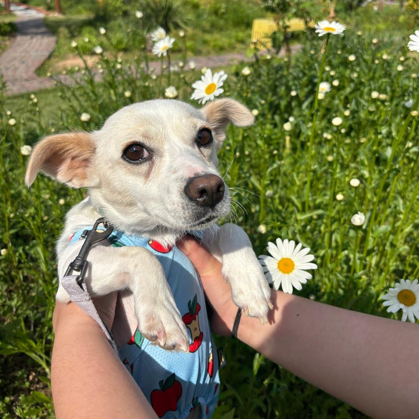 Enlarge Lael, a ADOPTABLE mixed breed in Manchester , NH image 6/6