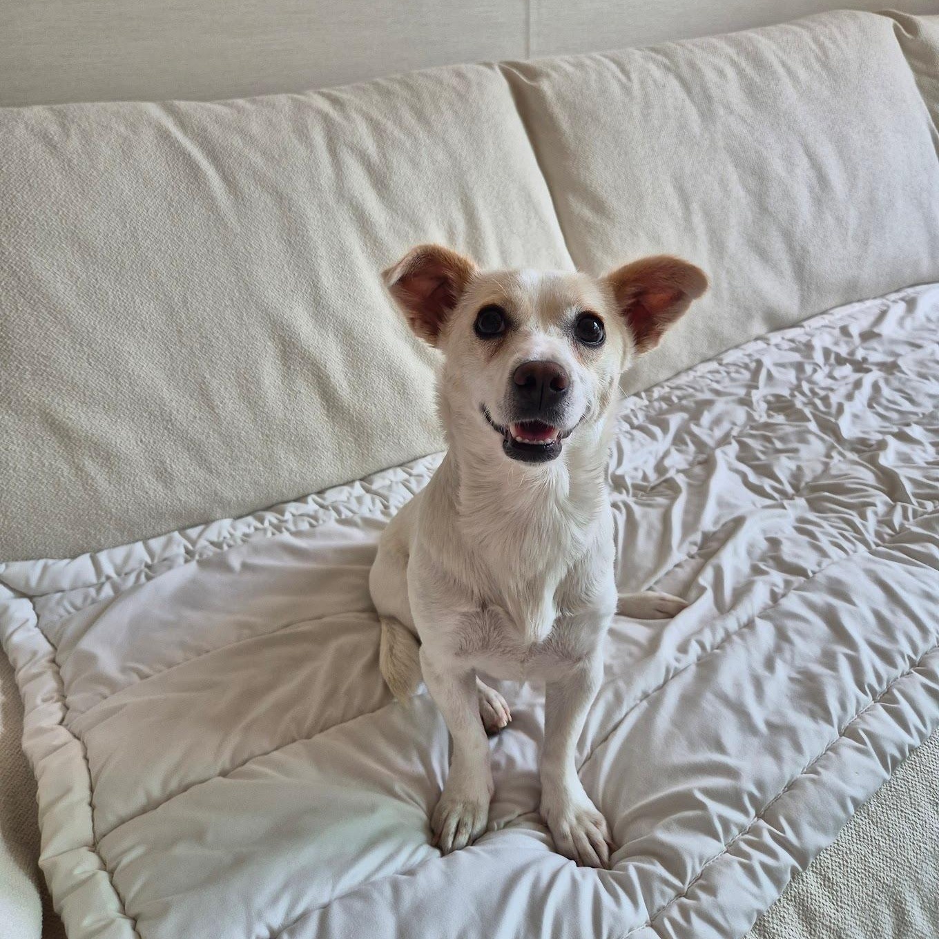 Enlarge Lael, a ADOPTABLE mixed breed in Manchester , NH image 1/6