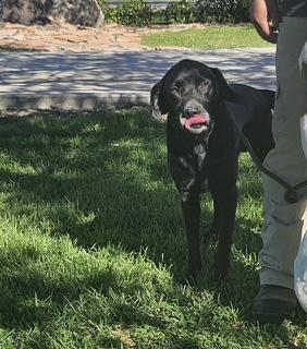 Bo, Adoptable, Adult Male Black Labrador Retriever.