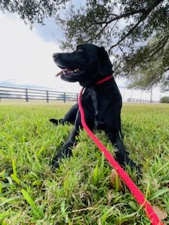 Bo, Adoptable, Adult Male Black Labrador Retriever.