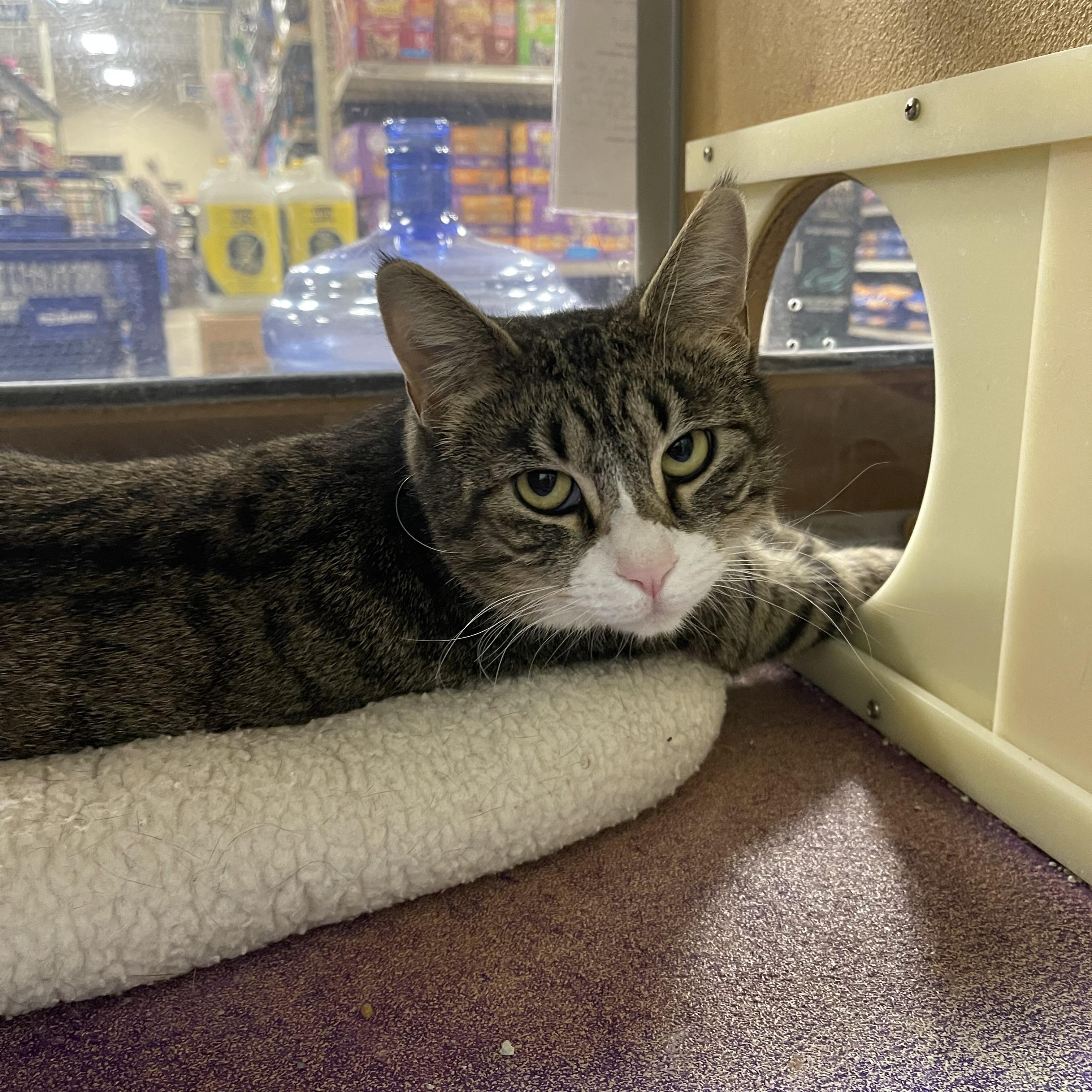 Enlarge Galaxy, a ADOPTABLE Domestic Short Hair in Highland, IN image 1/2