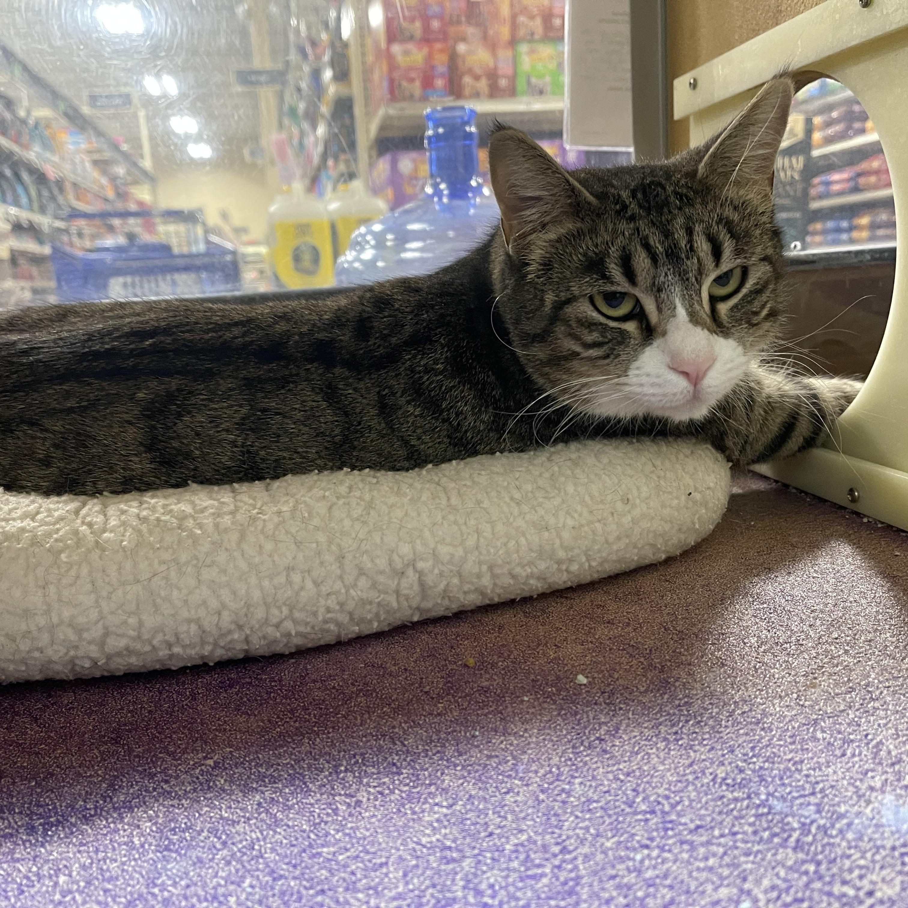 Enlarge Galaxy, a ADOPTABLE Domestic Short Hair in Highland, IN image 2/2