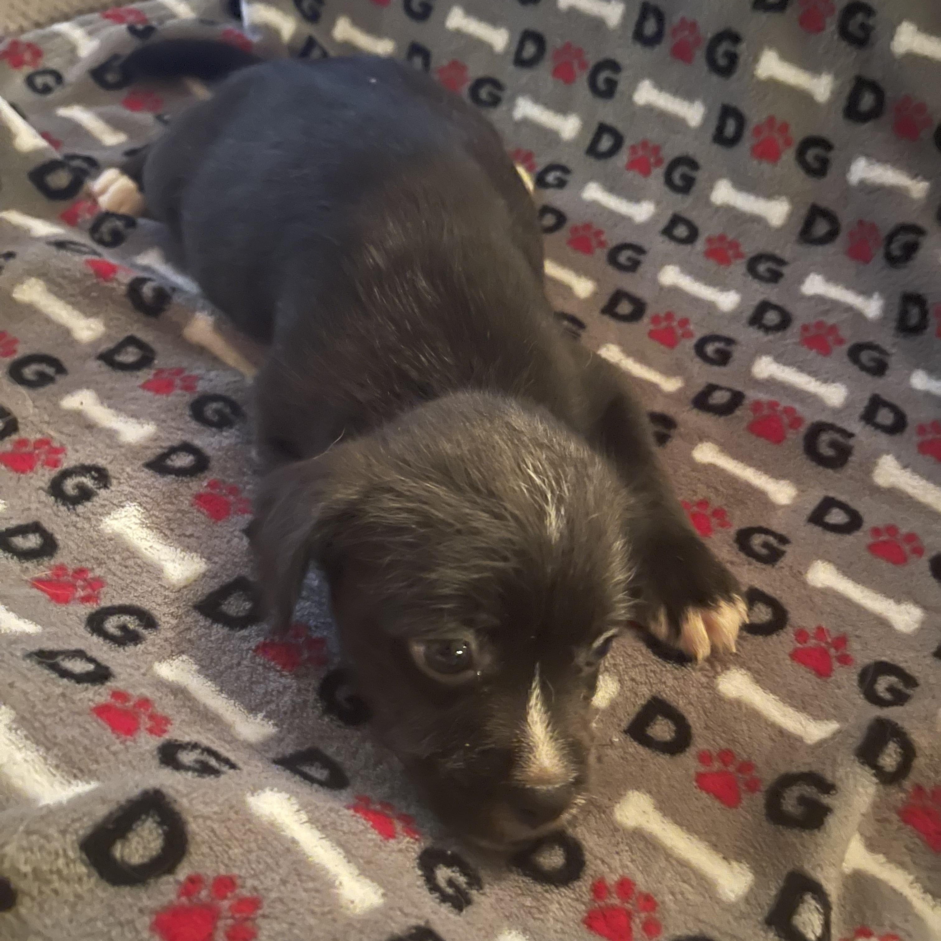 Enlarge Isla, a Adoptable mixed breed in Gainesville, VA image 4/4