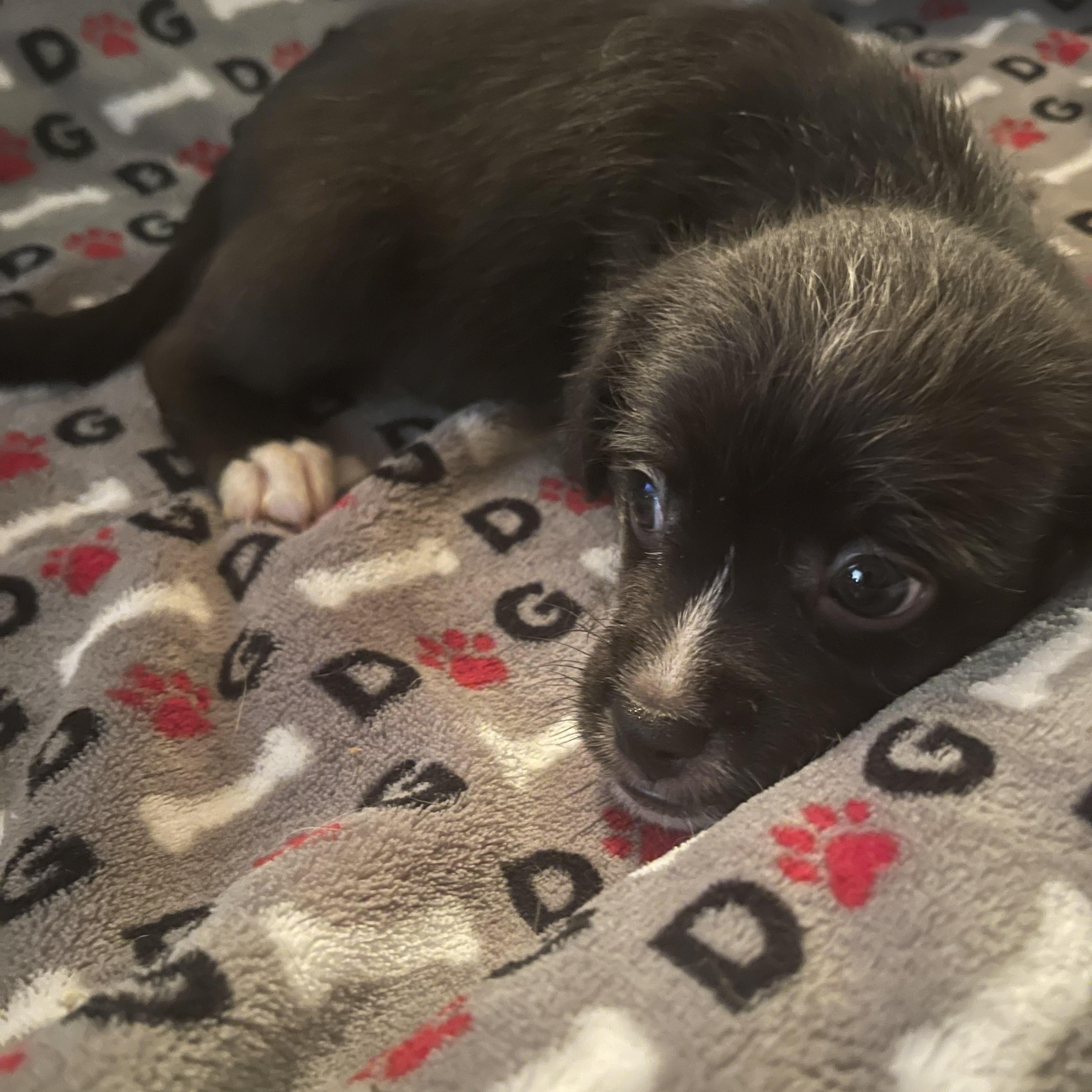 Isla, Adoptable, Puppy Female Terrier.