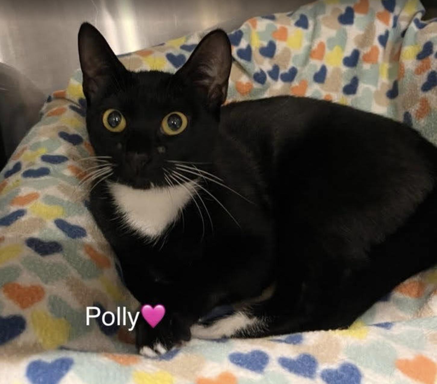 Polly