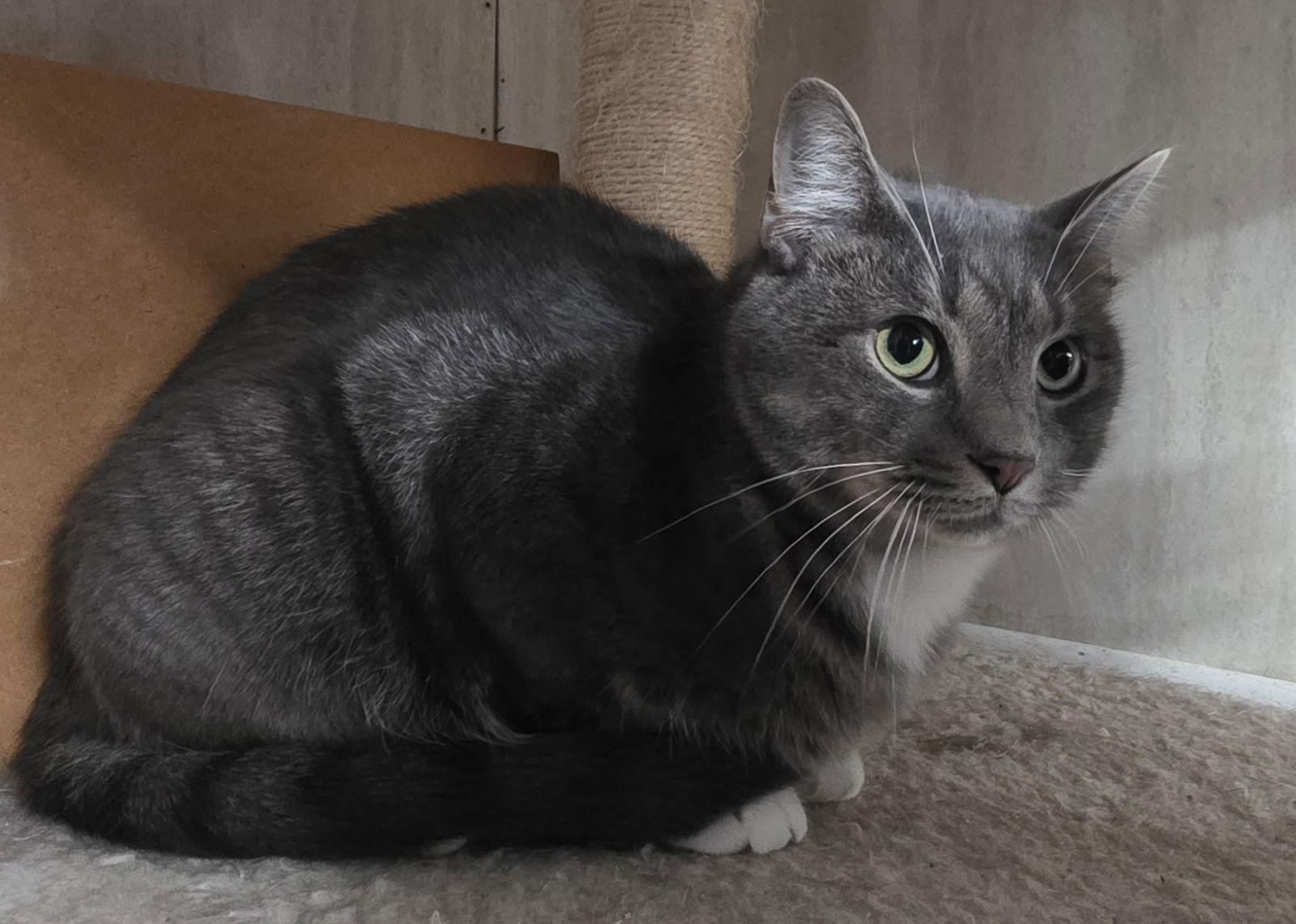 Jordan, Adoptable, Adult Male Domestic Short Hair & Tuxedo.