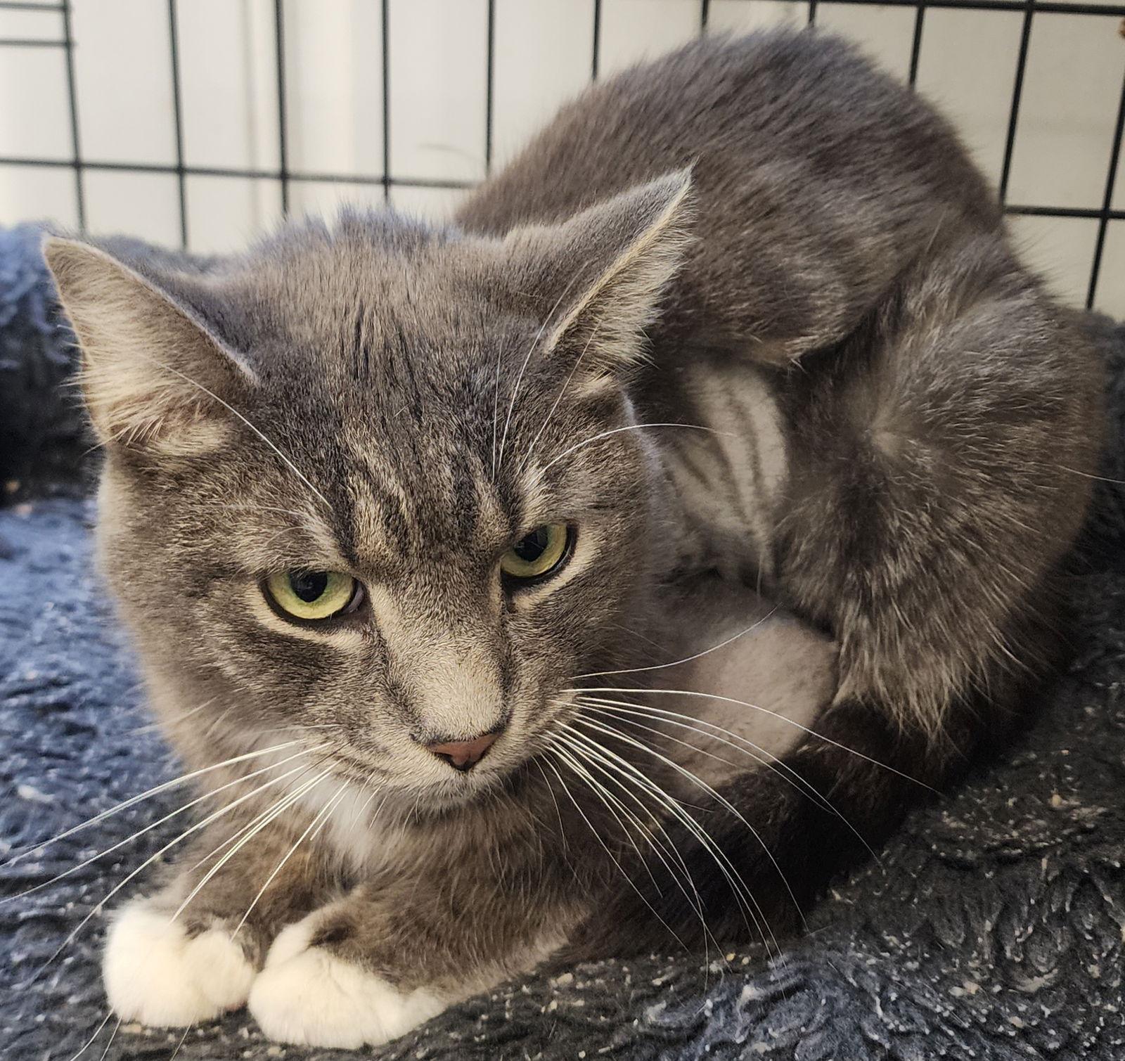 Jordan, a Adoptable mixed breed in Berkeley Springs, WV image 2/2