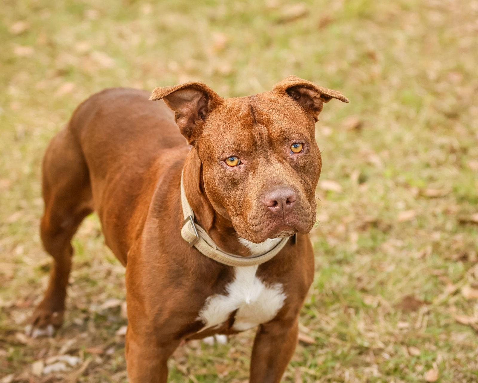 Aubrey Bradford, Adopted, Adult Female Labrador Retriever.