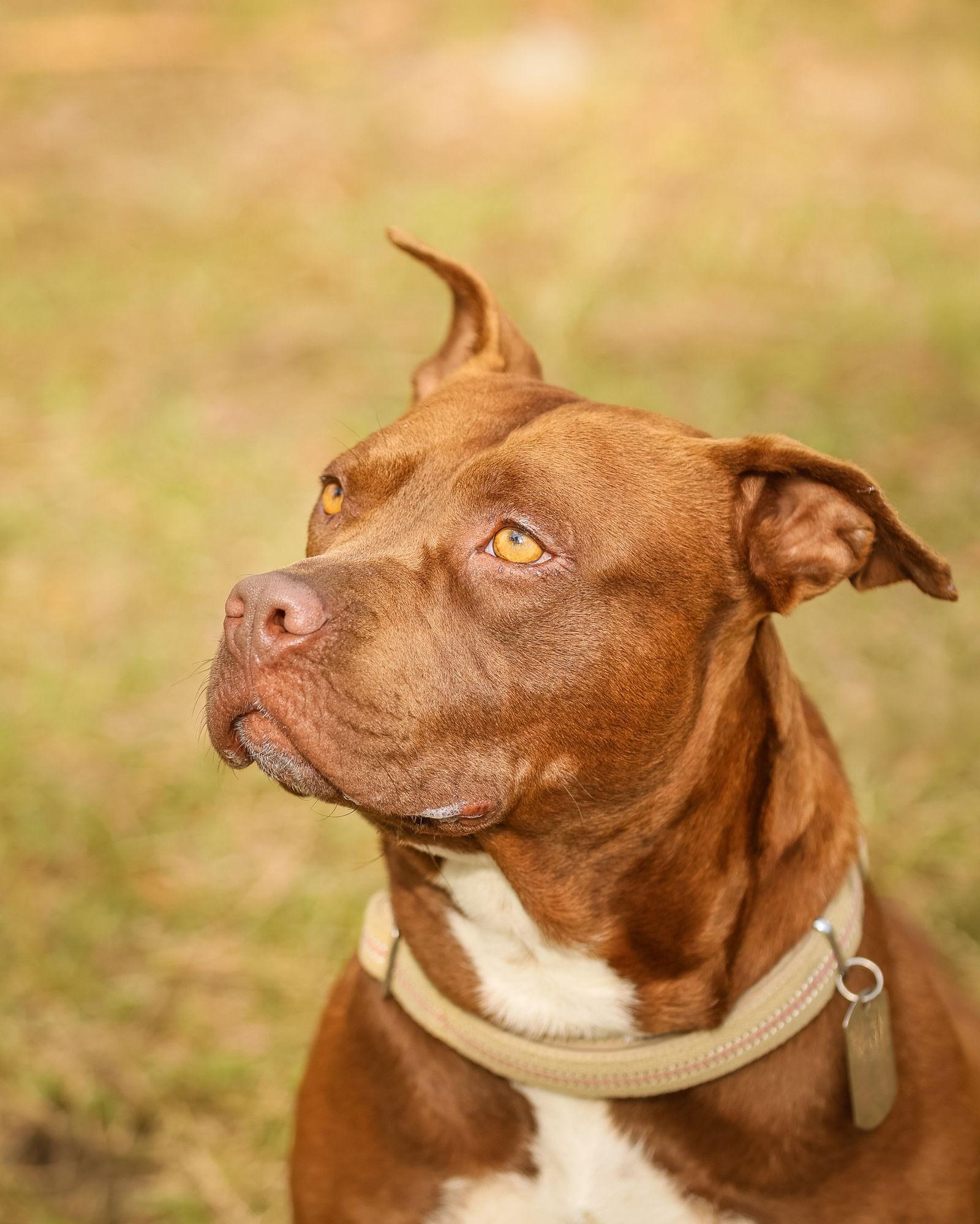 Aubrey Bradford, a Adopted Labrador Retriever in Gainesville, FL image 2/3