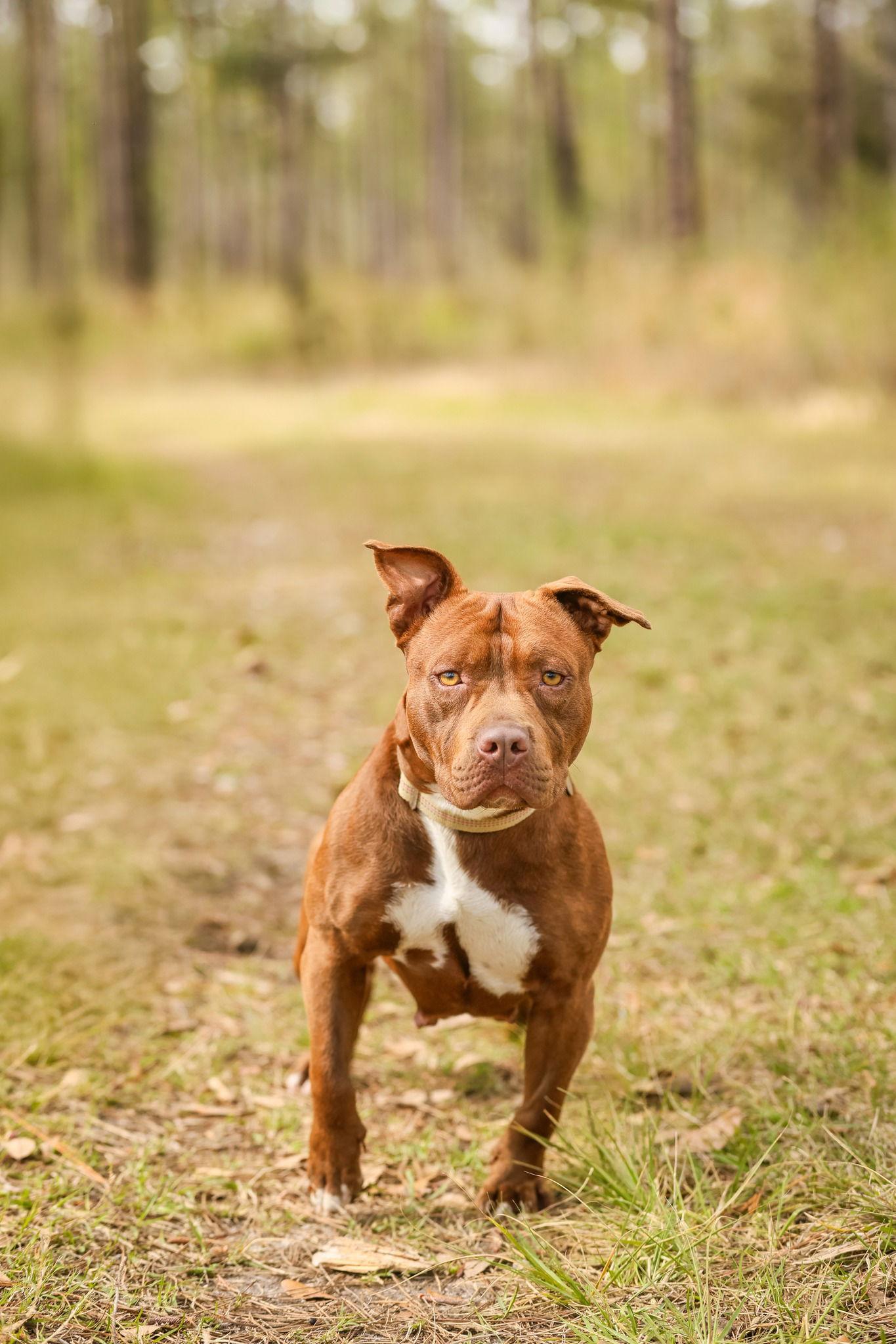 Aubrey Bradford, a Adopted Labrador Retriever in Gainesville, FL image 3/3