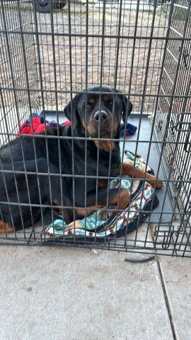 Auto, Adoptable, Adult Male Rottweiler.