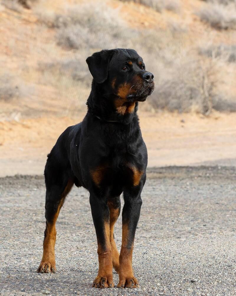 Enlarge Auto, a Adoptable Rottweiler in Page, AZ image 2/2