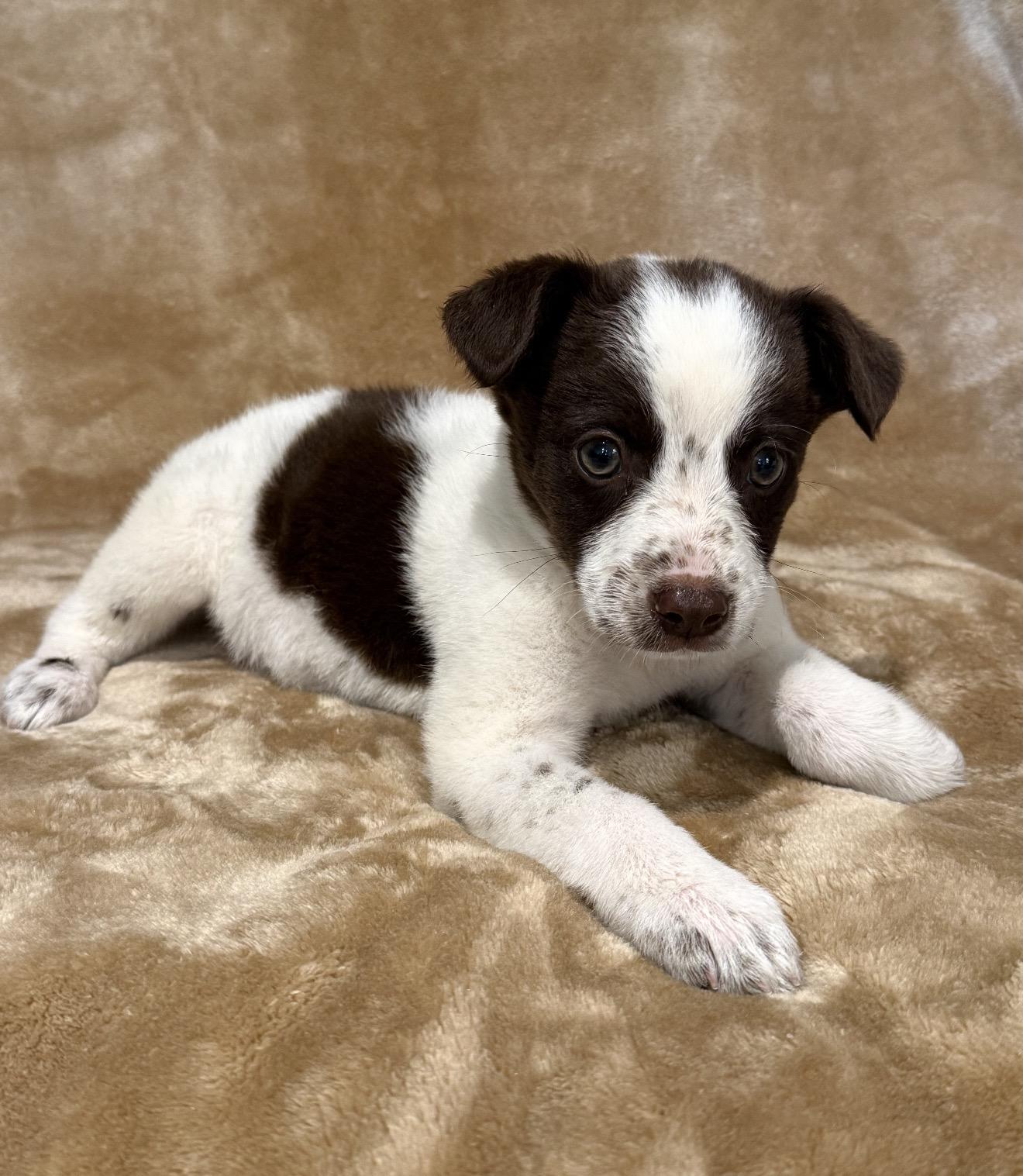 Enlarge Porter, a ADOPTABLE mixed breed in Hales corners, WI image 1/3