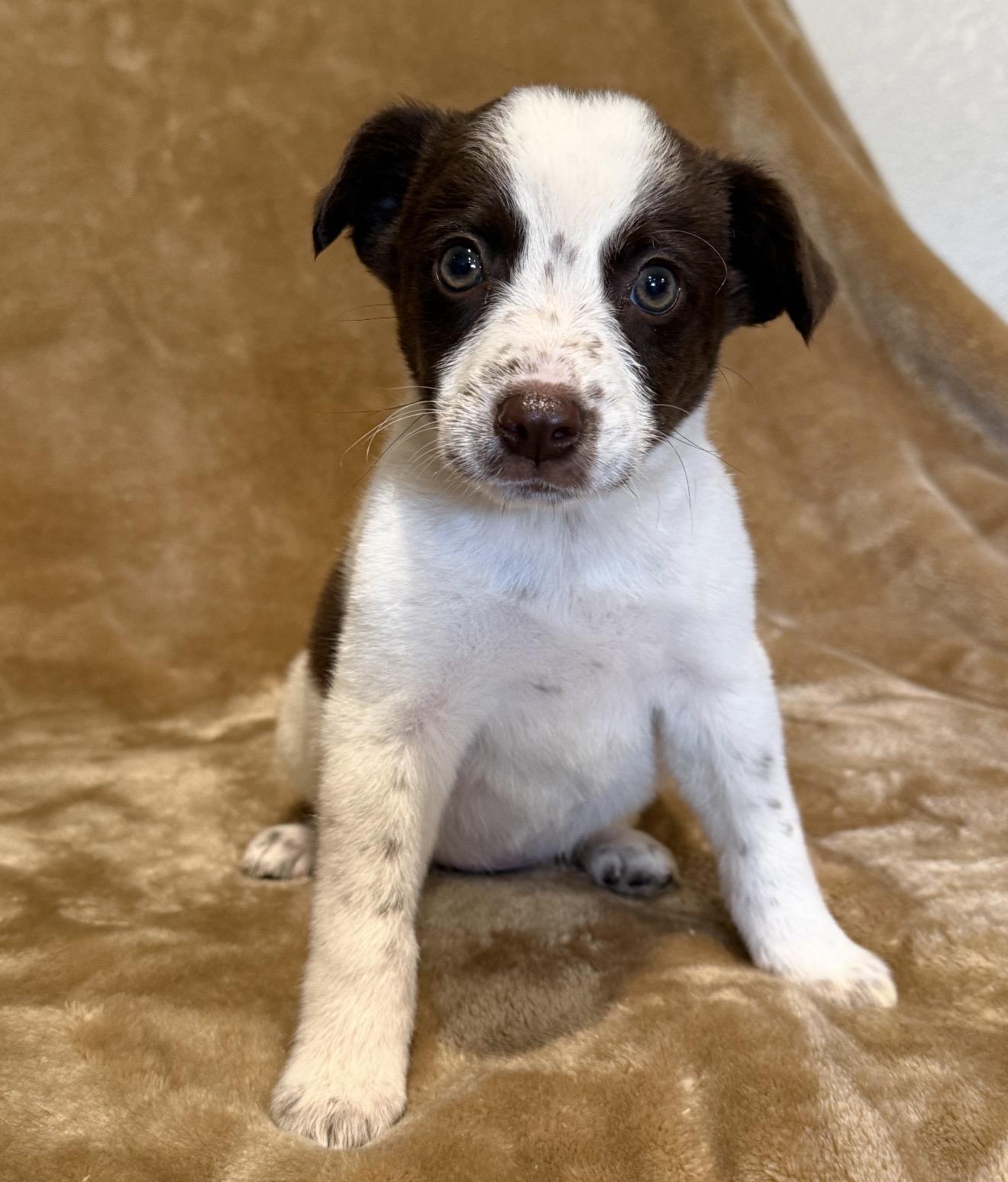 Enlarge Porter, a ADOPTABLE mixed breed in Hales corners, WI image 3/3