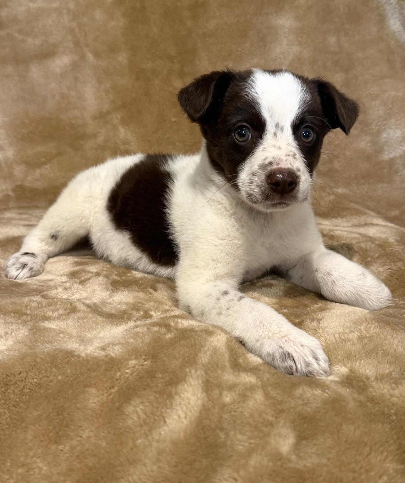 Enlarge Porter, a ADOPTABLE mixed breed in Hales corners, WI image 2/3