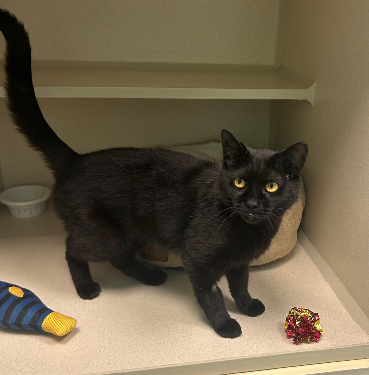 Dora, ADOPTABLE, Adult Female Domestic Short Hair.