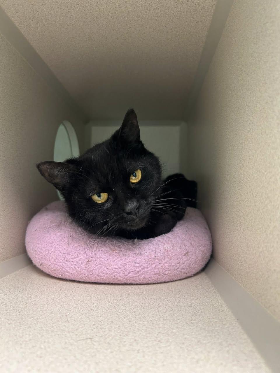 Enlarge Dora, a ADOPTABLE Domestic Short Hair in Milton, MA image 2/3