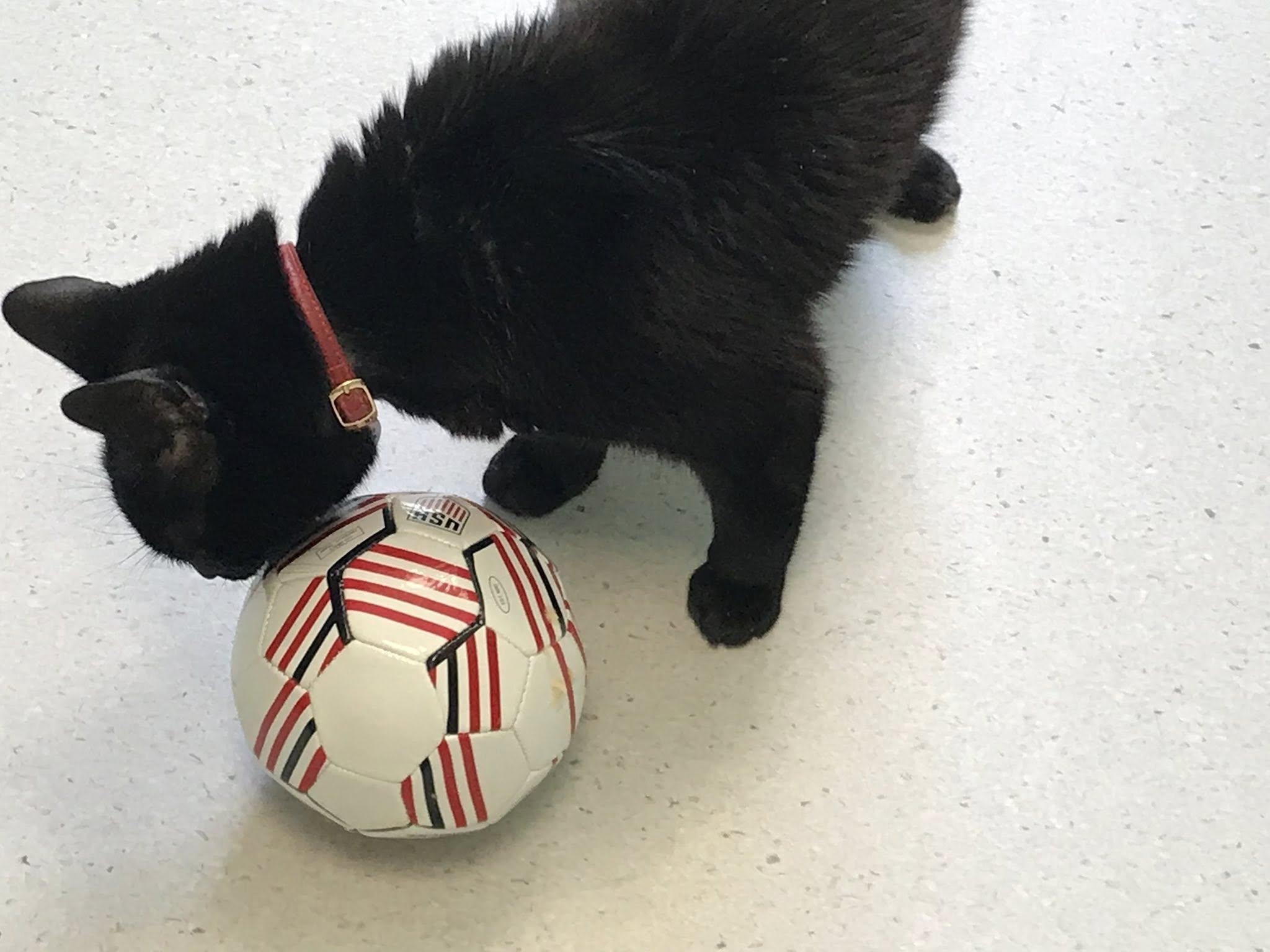 Enlarge Dora, a ADOPTABLE Domestic Short Hair in Milton, MA image 3/3
