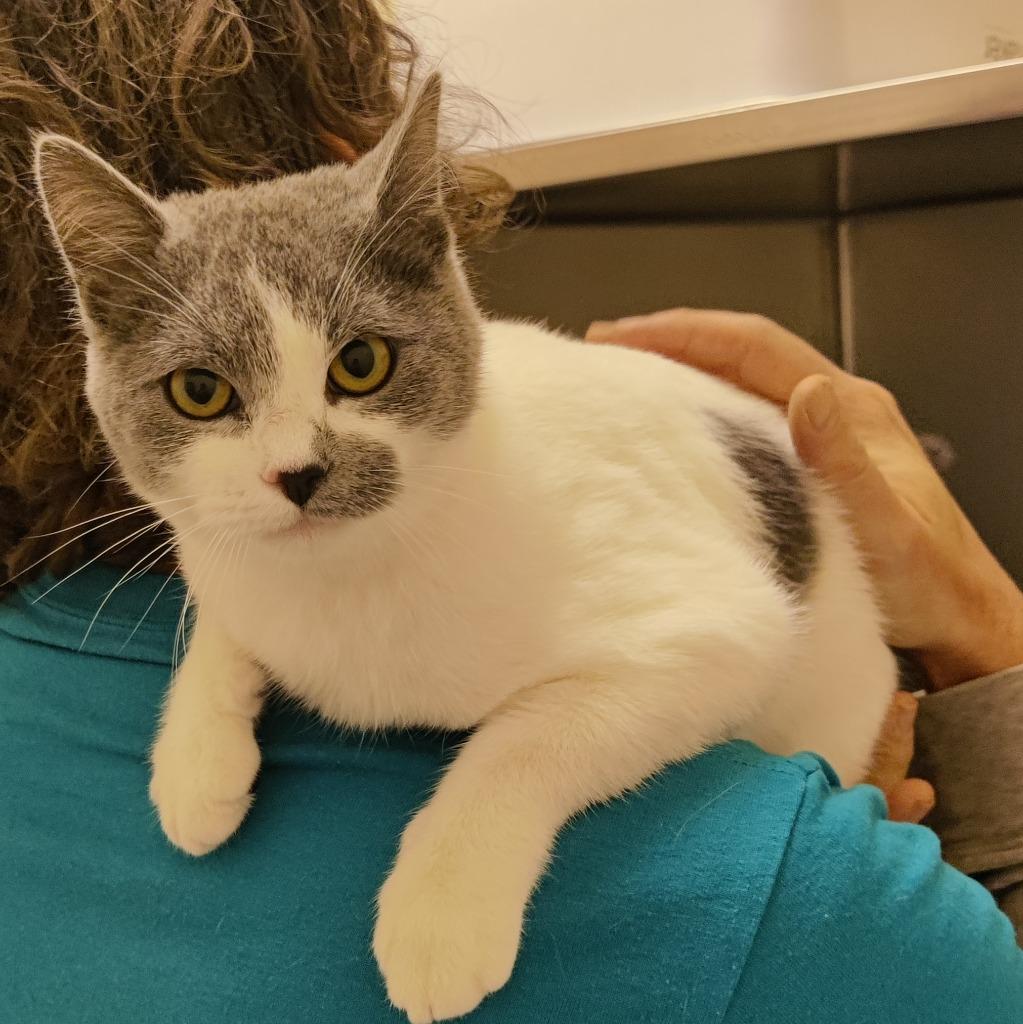 Veta, Adopted, Adult Female Domestic Short Hair.