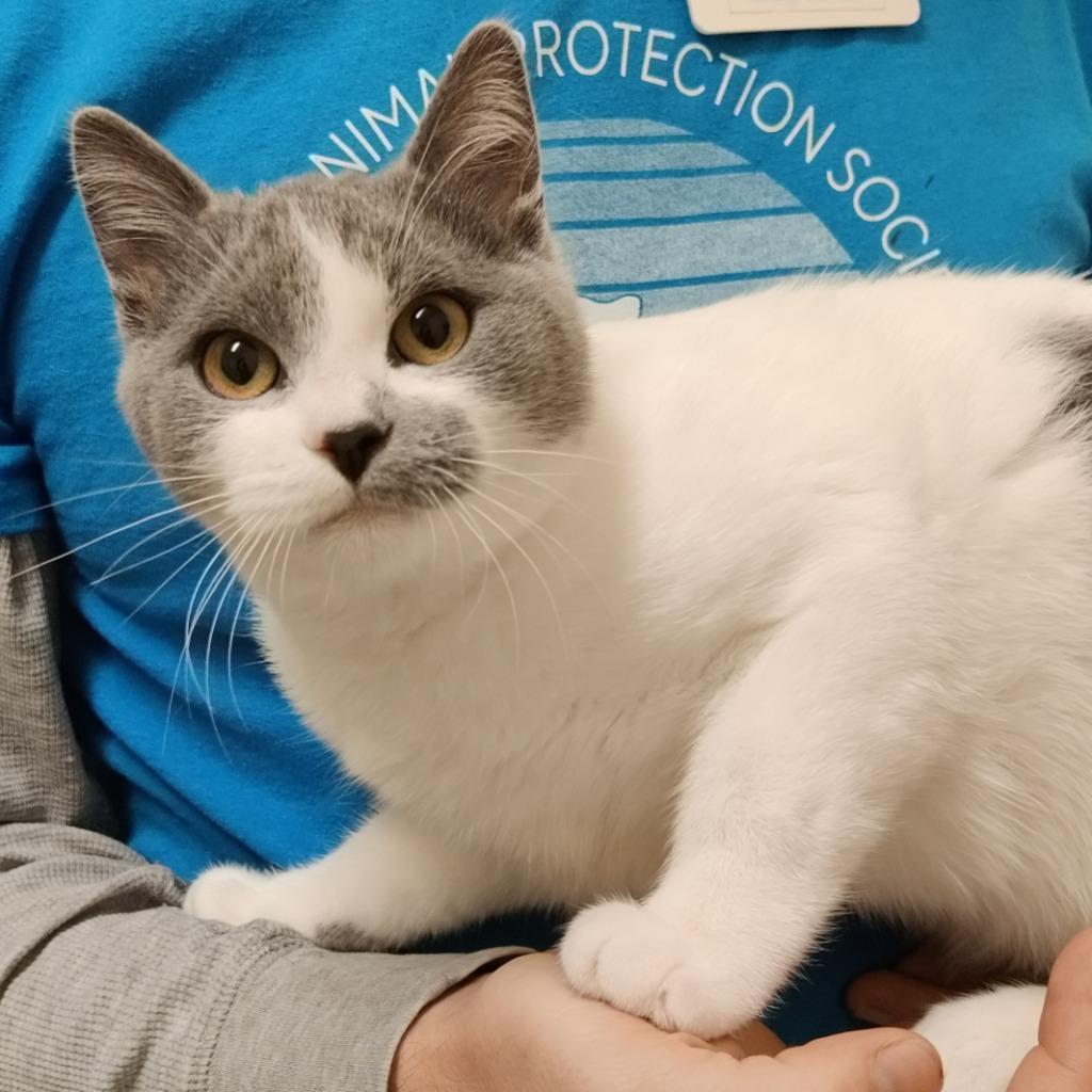 Enlarge Veta, a Adopted mixed breed in Eastsound, WA image 2/2