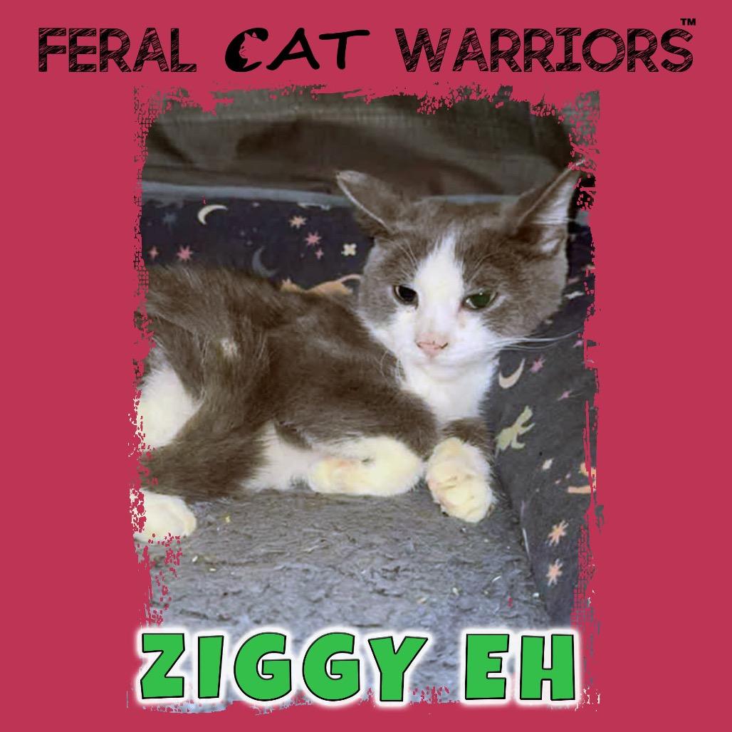 Enlarge Ziggy EH, a Adoptable Domestic Short Hair in Kingman, AZ image 1/1