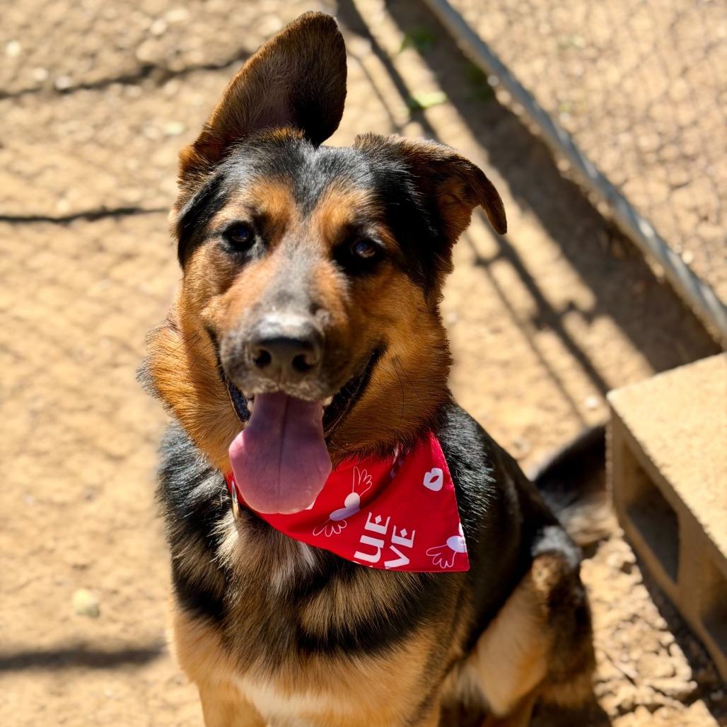 Crosby, Adoptable, Adult Male German Shepherd Dog & Mixed Breed.