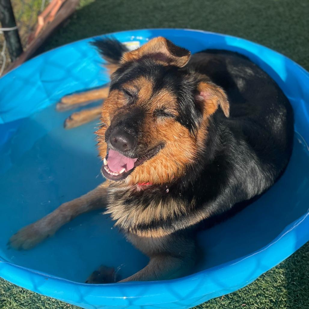 Enlarge Crosby, a Adoptable mixed breed in Riverside, CA image 2/6
