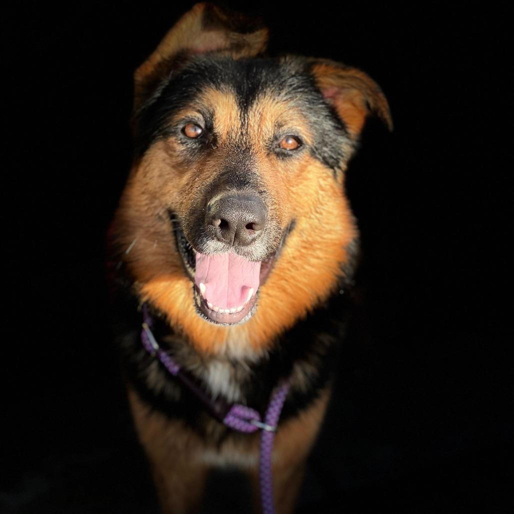 Enlarge Crosby, a Adoptable mixed breed in Riverside, CA image 4/6