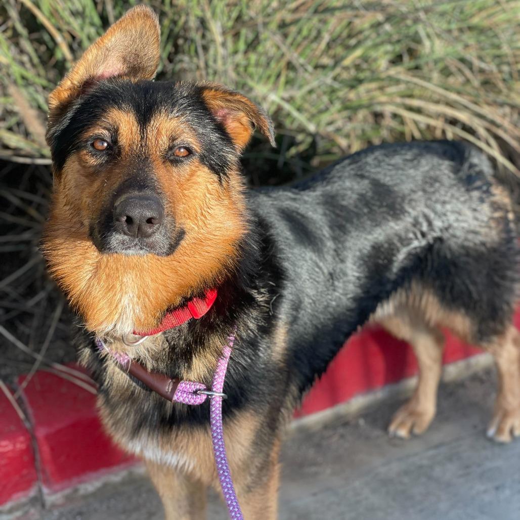 Enlarge Crosby, a Adoptable mixed breed in Riverside, CA image 5/6