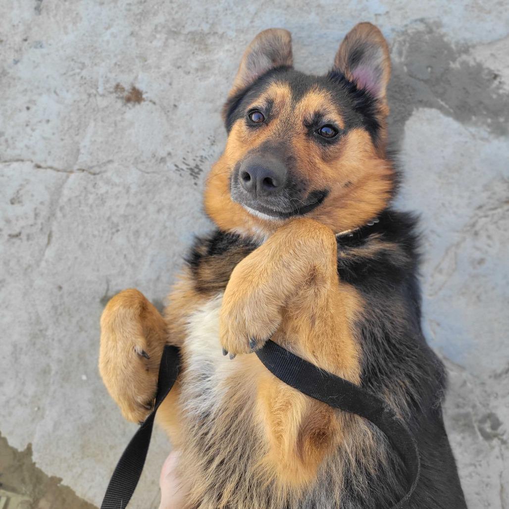 Enlarge Crosby, a Adoptable mixed breed in Riverside, CA image 6/6